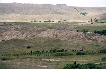 Plantacin de ciruelos, vista desde el cerro Blanco.