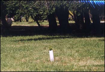 Un Liquid ambar plantado en el parque.