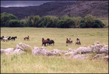 Caballos, ao 1999.