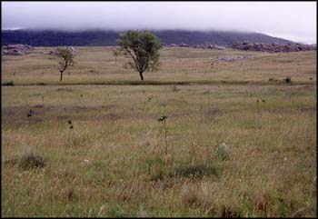 Plantacin de robles, ao 2000.