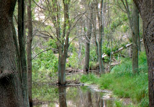 Paisaje de la laguna de Las Carpas.