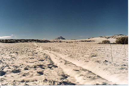 Plantacin de Nogales Negros, ao 2000.