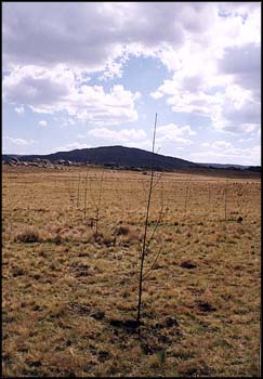 Plantacin de Acacios ao 2000.