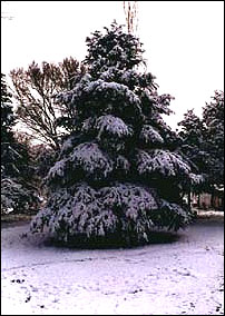 Un cedro cargado de nieve.