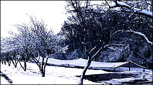 El vivero de plantines nevado.